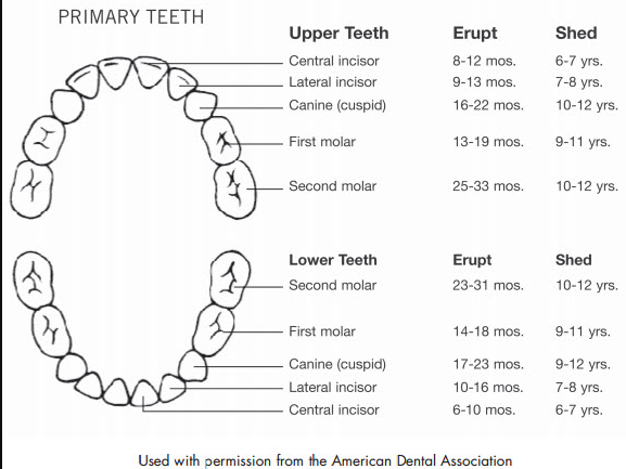 Nascimento dos primeiros dentes